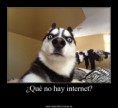 /album/pensando-en-todo-un-poco/funnyhuskyblueeyessurpriseface-1-jpg/